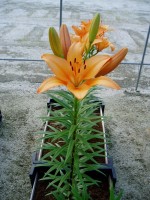 [1684 Puma DJ No02.JPG]